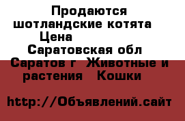 Продаются шотландские котята  › Цена ­ 2500-4000 - Саратовская обл., Саратов г. Животные и растения » Кошки   